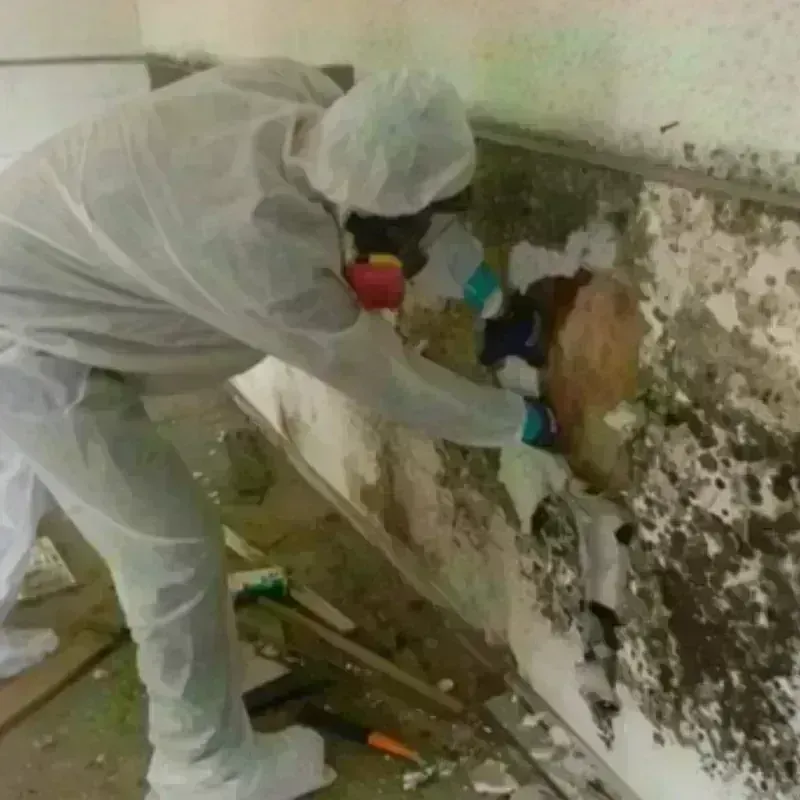 Mold Remediation and Removal in Hudsonville, MI